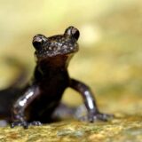 ハコネサンショウウオ