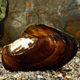 カラスガイ 淡水貝ずば抜けた大きさ カラスガイ 淡水貝ずば抜けた大きさ